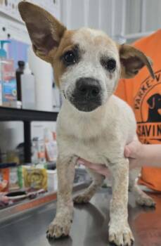 Jack -  Cattle Dog and Mixed Breed Dog for Adoption in Hillsdale, Indiana - Jack | PetCurious