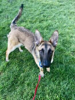 Belgian Shepherd Malinois Dogs Available for Adoption - Mushroom | PetCurious