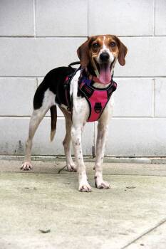 Apple -  Foxhound Dog for Adoption in Charlotte, North Carolina - Apple | PetCurious