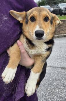 Hercules -  Cardigan Welsh Corgi Dog for Adoption in Malvern, Pennsylvania - Hercules | PetCurious