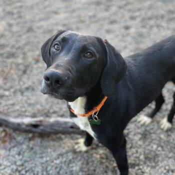 Rescue Labrador Retriever and Hound Dogs for Adoption in Columbia, South Carolina - Fergus | PetCurious