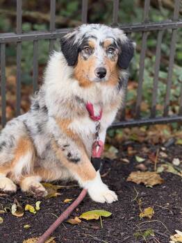 Rescue Australian Shepherd Dogs for Adoption in Chestertown, Maryland - London | PetCurious