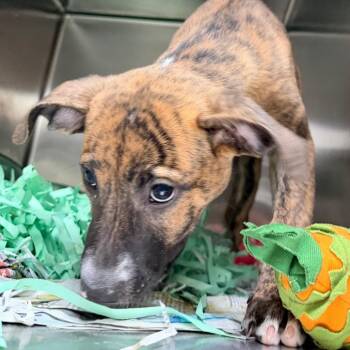 Maverick -  English Bulldog Dog for Adoption in Lakeland, Florida - Maverick | PetCurious