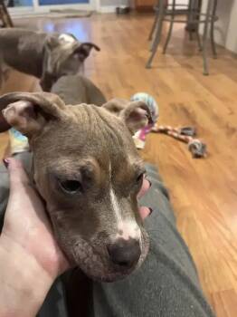 Lucy -  Mixed Breed Dog for Adoption in Wyoming, Michigan - Lucy | PetCurious