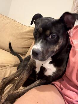 Rescue Rottweiler and Dachshund Dogs for Adoption in Chevy Chase, Maryland - Ginny G | PetCurious