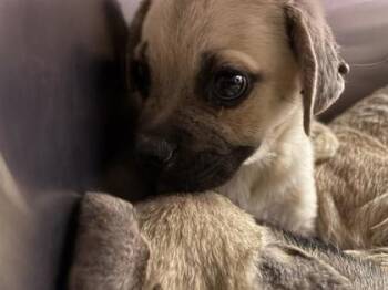 61181828 -  Pug and Mixed Breed Dog for Adoption in El Paso, Texas - 61181828 | PetCurious