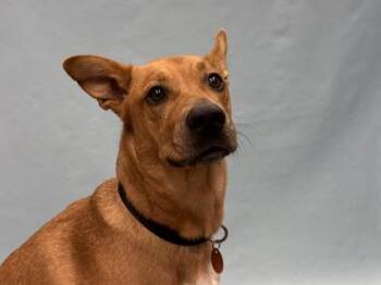 Lydia -  German Shepherd Dog Dog for Adoption in Golden Valley, Minnesota - Lydia | PetCurious