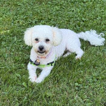 Shadow -  Miniature Poodle and Bichon Frise Dog for Adoption in St. Thomas, Ontario - Shadow | PetCurious