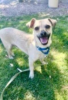 Riggs -  Chiweenie Dog for Adoption in Gilbert, Arizona - Riggs | PetCurious