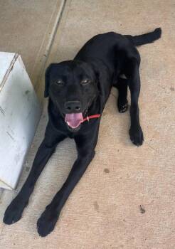 Labrador Retriever Dogs Available for Adoption in Mocksville, North Carolina - Hunter | PetCurious