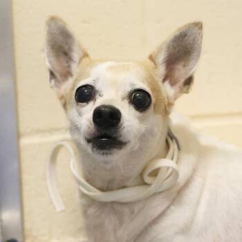 DOT -  Chihuahua Dog for Adoption in San Antonio, Texas - DOT | PetCurious