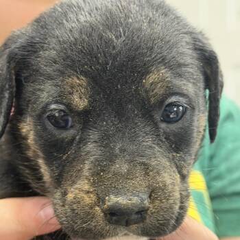 Australian Cattle Dog Blue Heeler Dogs Available for Adoption in Midland, Texas - Rex | PetCurious