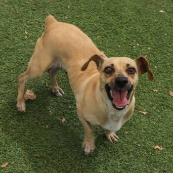 Peppermint -  Chihuahua Dog for Adoption in Ojai, California - Peppermint | PetCurious