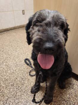 Goldendoodle Dogs Available for Adoption in Salisbury, North Carolina - Maggie | PetCurious