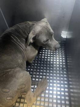 COMMET -  Pit Bull Terrier Dog for Adoption in Dallas, Texas - COMMET | PetCurious