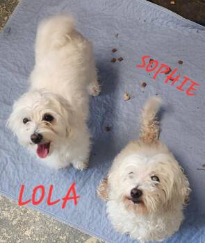 Rescue Maltese Dogs for Adoption in Momence, Illinois - Sofie & Lola | PetCurious
