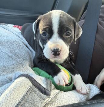 Mixed Breed Dogs Available for Adoption in Conway, South Carolina - Frankie- Sweet Girl Looking For Her Forever Home! | PetCurious