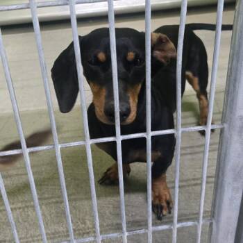 Bea2256 -  Dachshund Dog for Adoption in San Jacinto, California - Bea2256 | PetCurious
