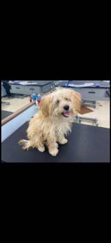 Rescue Poodle Dogs for Adoption in Fresno, California - Reggie | PetCurious