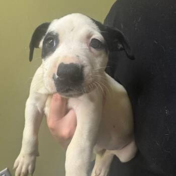 Elvira -  Plott Hound Dog for Adoption in Blue Ridge, Georgia - Elvira | PetCurious