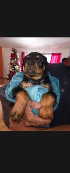 LOLIE -  Rottweiler Dog for Sale in East Stroudsburg, Pennsylvania - LOLIE | PetCurious