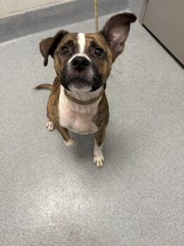 JOHN -  Pit Bull Terrier and Mixed Breed Dog for Adoption in Indianapolis, Indiana - JOHN | PetCurious