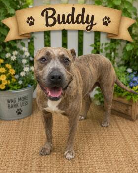 Buddy -  American Bully Dog for Adoption in Darien, Georgia - Buddy | PetCurious