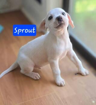 Sprout -  Chihuahua and Beagle Dog for Adoption in Alexander, Arkansas - Sprout | PetCurious
