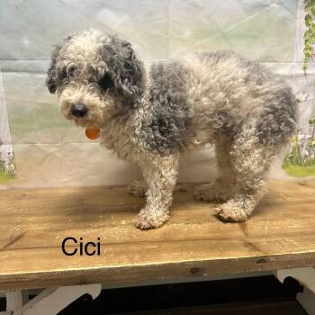 Cici -  Poodle and Mixed Breed Dog for Adoption in Normal, Illinois - Cici | PetCurious