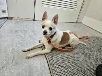 Silvie -  Chihuahua Dog for Adoption - Silvie | PetCurious