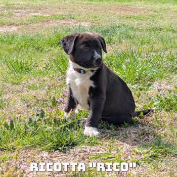 Mixed Breed Dogs Available for Adoption - Ricotta “Rico” | PetCurious