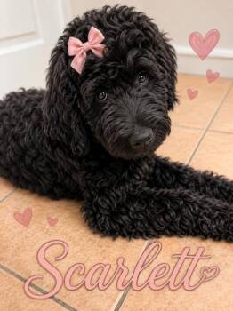 Scarlet -  Goldendoodle Dog for Adoption in Maitland, Florida - Scarlet | PetCurious