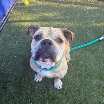 Montana -  Mixed Breed Dog for Adoption in Philadelphia, Pennsylvania - Montana | PetCurious