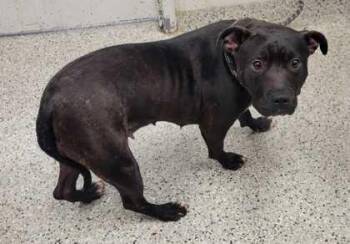 Elowen -  Pit Bull Terrier and Mixed Breed Dog for Adoption in Kansas City, Missouri - Elowen | PetCurious