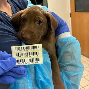 Blastoise -  Mixed Breed Dog for Adoption in Charleston, West Virginia - Blastoise | PetCurious