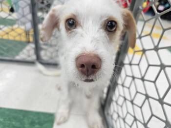 Rescue West Highland White Terrier Westie and Wire Fox Terrier Dogs for Adoption in Shorewood, Illinois - Caramel | PetCurious