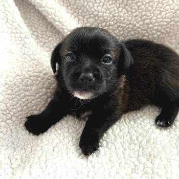 Mixed Breed Dogs Available for Adoption in Helena, Alabama - Mabelle | PetCurious