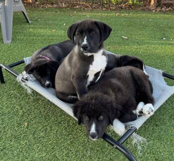 Black Labrador Retriever Dogs Available for Adoption - Ravioli | PetCurious