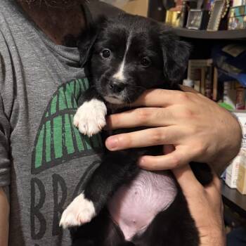 Vanilla Taffy -  Mixed Breed Dog for Adoption in New York, New York - Vanilla Taffy | PetCurious