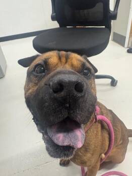 Harley -  Shar Pei and Pit Bull Terrier Dog for Adoption in Findlay, Ohio - Harley | PetCurious