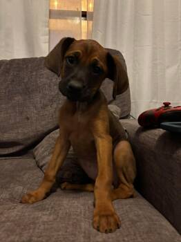 Boxer Dogs Available for Adoption - Marley  | PetCurious