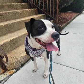 Nyla -  Mixed Breed Dog for Adoption in Blue Island, Illinois - Nyla | PetCurious