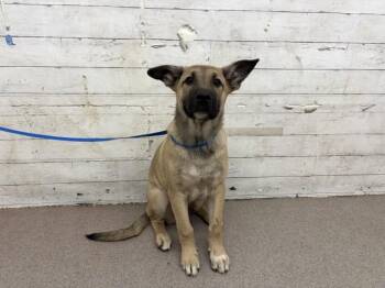 WINSTON -  German Shepherd Dog Dog for Adoption in San Bernardino, California - WINSTON | PetCurious
