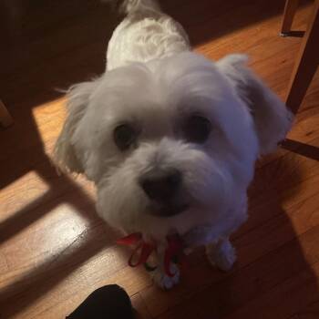 Bogart -  Maltese Dog for Adoption in Pacific Grove, California - Bogart | PetCurious