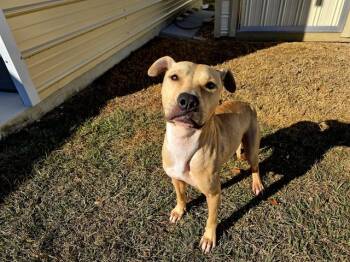 Black Mouth Cur and Mixed Breed Dogs Available for Adoption - FAE | PetCurious