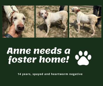 Needs Foster Anne (GA) -  English Pointer Dog for Adoption in Bridgeton, New Jersey - Needs Foster Anne (GA) | PetCurious