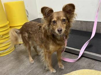 Rescue Papillon and Mixed Breed Dogs for Adoption in Pasadena, California - AOKI | PetCurious