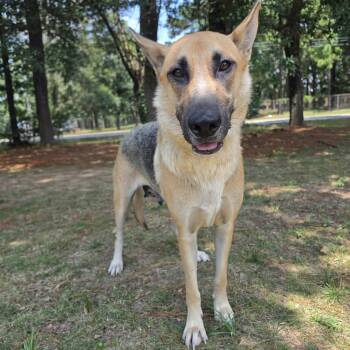 Jenny -  German Shepherd Dog Dog for Adoption in Foley, Alabama - Jenny | PetCurious