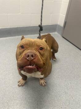Bullmastiff Dogs Available for Adoption in Indianapolis, Indiana - CANELO | PetCurious