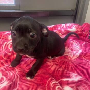 Pit Bull Terrier Dogs Available for Adoption - Thimble | PetCurious